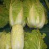 are cabbage and lettuce the same thing