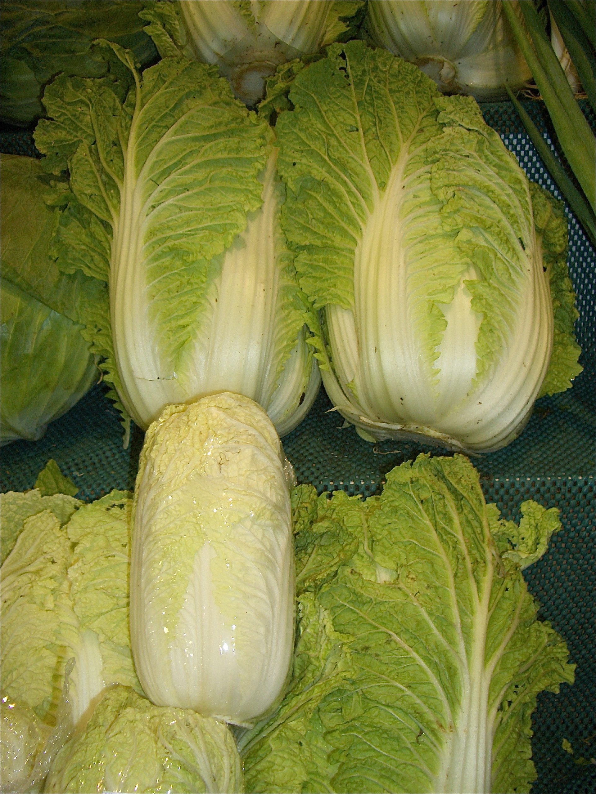 are cabbage and lettuce the same thing