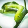 are cabbage loopers poisonous