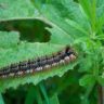 are cabbage worms poisonous