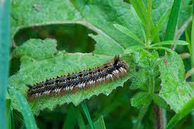 are cabbage worms poisonous