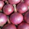 are onions vegetables