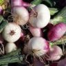 are shallots spring onions