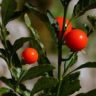 are tomato flowers poisonous