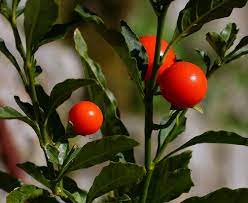 are tomato flowers poisonous