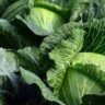 cabbage where do they grow