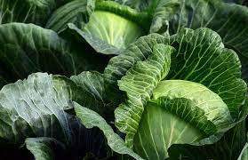 cabbage where do they grow