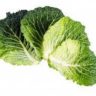 cabbage where to buy