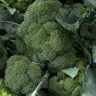 can cabbage and broccoli be planted together