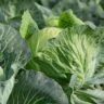 can cabbage and cucumbers be planted together