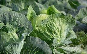 can cabbage and cucumbers be planted together