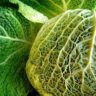 can cabbage be eaten raw