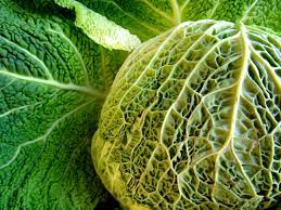 can cabbage be eaten raw