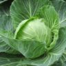 can cabbage be frozen