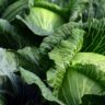 can cabbage cause constipation