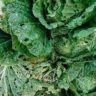 can cabbage cause diarrhea