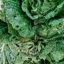 can cabbage cause diarrhea