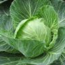 can cabbage cause gas