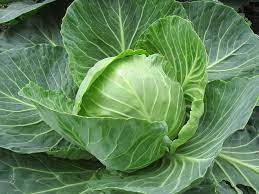 can cabbage cause stomach pain
