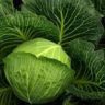 can cabbage go bad