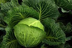 can cabbage go bad