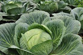 can cabbage grow in shade
