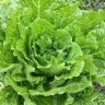 Can Cabbage Soup Be Frozen