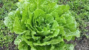 Can Cabbage Soup Be Frozen