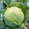 can cabbage survive frost