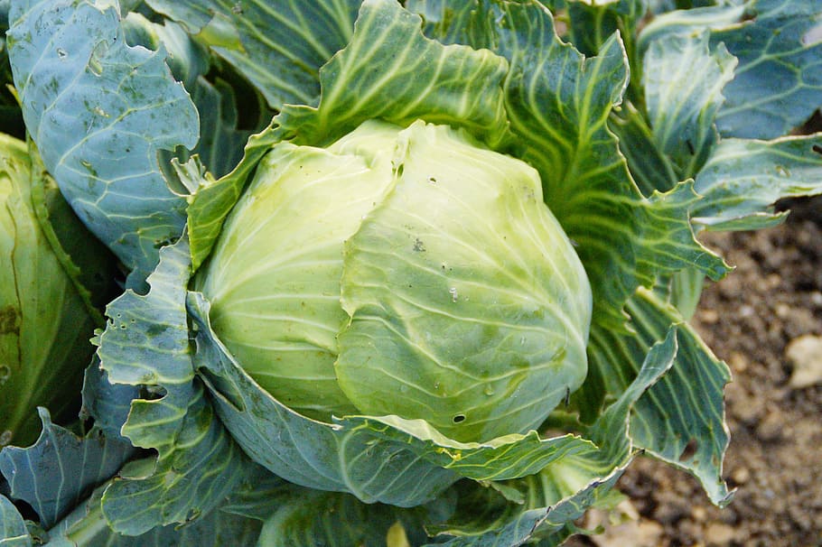 can cabbage survive frost