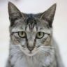 can cats eat onions