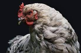 can chickens eat onions