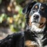 can dogs eat cooked onion