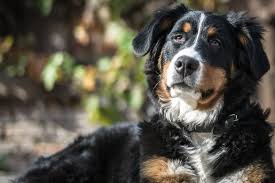 can dogs eat cooked onion