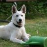 can dogs have garlic