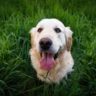 can dogs have onion