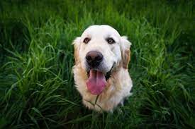 can dogs have onion