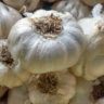 can garlic burn skin