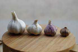 can garlic kill dogs