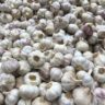 can garlic kill h pylori