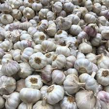 can garlic kill h pylori