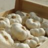 can garlic kill you