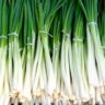 can you freeze spring onions