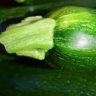 can zucchini be eaten raw