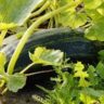 can zucchini grow in winter