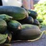 Can Zucchini Upset Baby Stomach