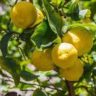 Do Lemons Ripen Off The Tree