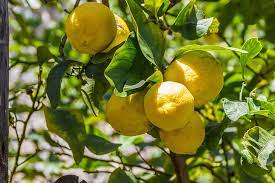 Do Lemons Ripen Off The Tree