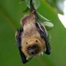 fruit bat