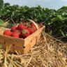 fruit farm